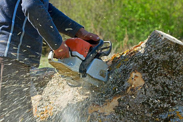 The Steps Involved in Our Tree Care Process in Summerdale, AL